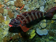 Goniistius rubrolabiatus