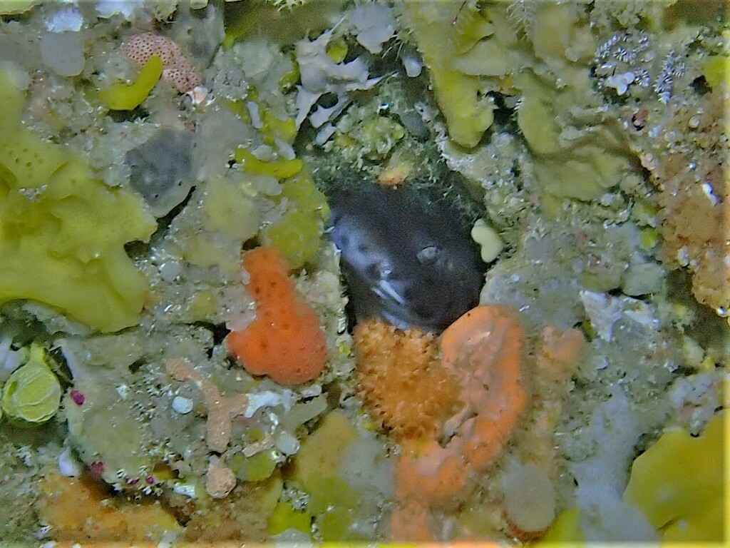 Blackspotted Catshark from West End, Rottnest Island, WA, Australia on