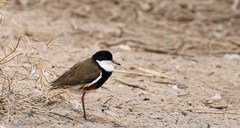 Erythrogonys cinctus