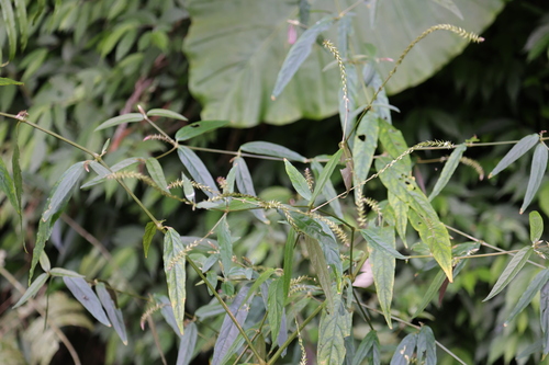 Image of Achyranthes longifolia by (c) 胡正恆(Jackson Hu), some rights reserved (CC BY)