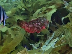 Notolabrus parilus
