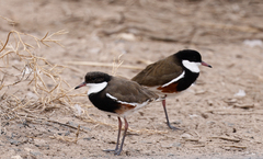 Erythrogonys cinctus