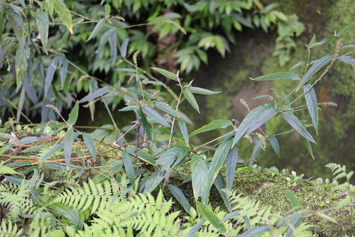 Image of Achyranthes longifolia by (c) 胡正恆(Jackson Hu), some rights reserved (CC BY)