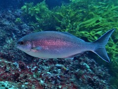 Kyphosus cornelii