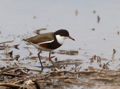 Erythrogonys cinctus