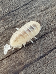 Armadillidium album