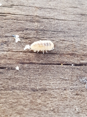 Armadillidium album