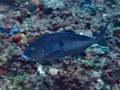 Nemadactylus valenciennesi