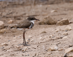 Erythrogonys cinctus