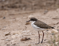 Erythrogonys cinctus