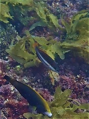 Pseudolabrus biserialis