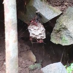 Polistes tenebricosus