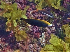 Anampses geographicus