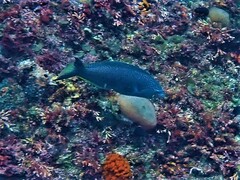 Anampses geographicus