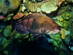 Notolabrus parilus