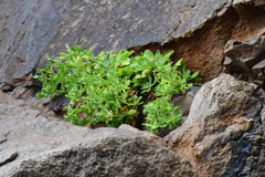 Aster spathulifolius