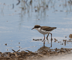 Erythrogonys cinctus