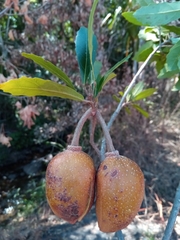 Sloanea rhodantha