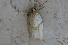 Clepsis divulsana
