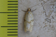 Clepsis divulsana