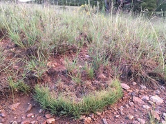 Muhlenbergia torreyi