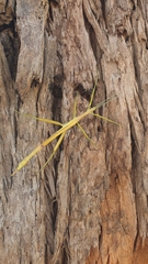 Didymuria violescens