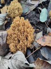 Ramaria stricta