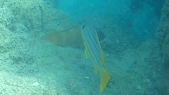 Lutjanus carponotatus