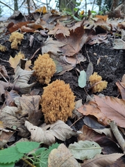 Ramaria stricta