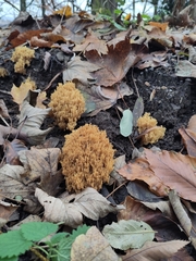 Ramaria stricta
