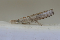 Culladia cuneiferellus