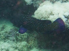 Cephalopholis argus