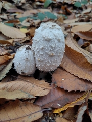 Coprinus comatus