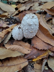 Coprinus comatus