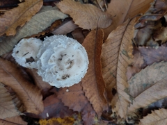 Coprinus comatus