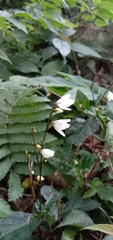 Codonacanthus pauciflorus