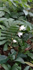 Codonacanthus pauciflorus