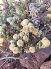 Psiadia callocephala