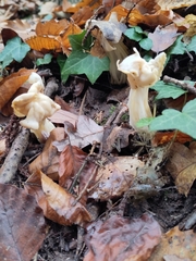 Helvella crispa