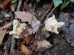 Helvella crispa