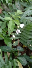 Codonacanthus pauciflorus