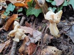 Helvella crispa