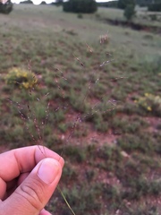 Muhlenbergia torreyi