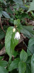 Codonacanthus pauciflorus