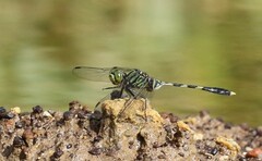 Orthetrum serapia
