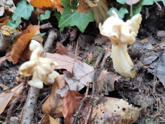 Helvella crispa