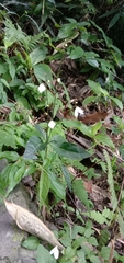 Codonacanthus pauciflorus
