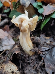 Helvella crispa