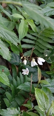 Codonacanthus pauciflorus