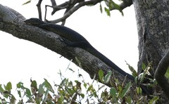 Varanus indicus